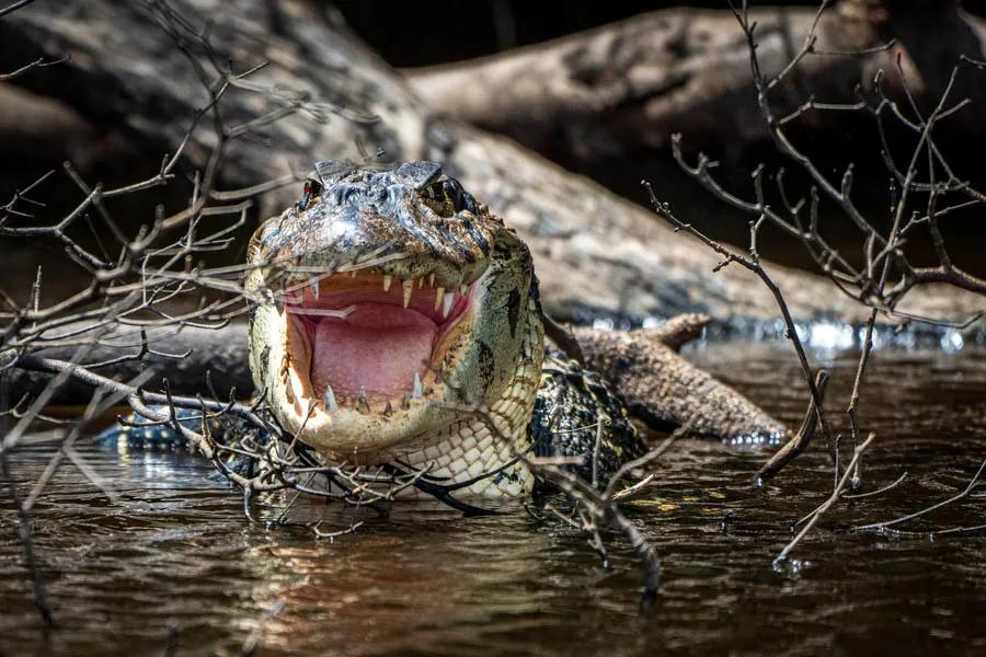 It isn't uncommone to observe over 30 caiman per day while out fishing. It is a bit unnerving when they come swimming toward the boat while you are fighting a fish however! Photo: David Thompson, Brickhouse Creative