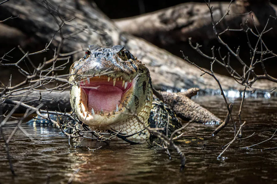Caiman