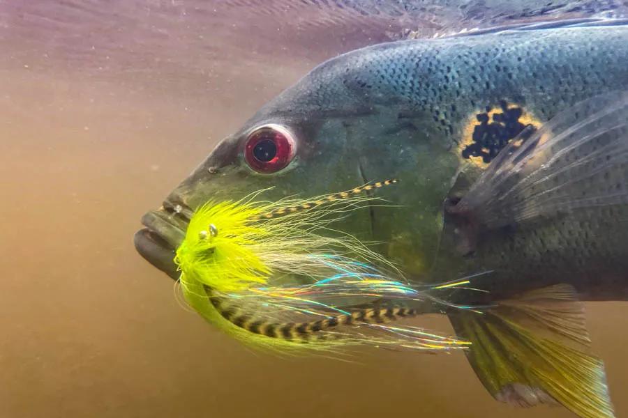 Butterfly Peacock Bass Butterfly peacock bass aren't the largest bass species in the river but large ones can still grow to 8-9 lbs and they offer incredible action. Photo: David Thompson, Brickhouse Creative