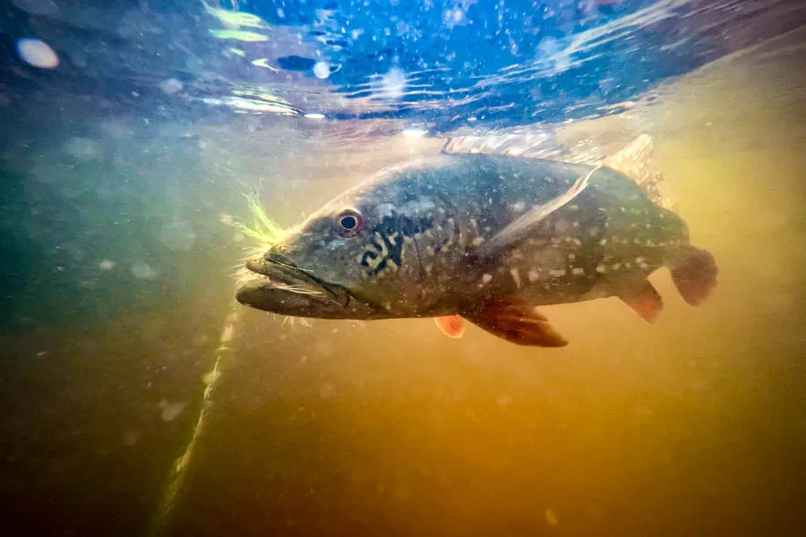 Peacock bass