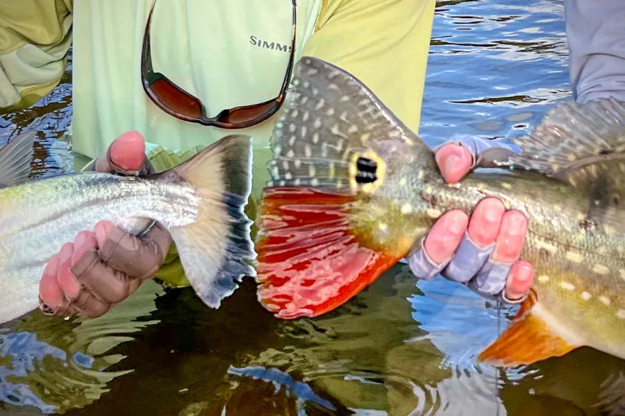 Peacock bass