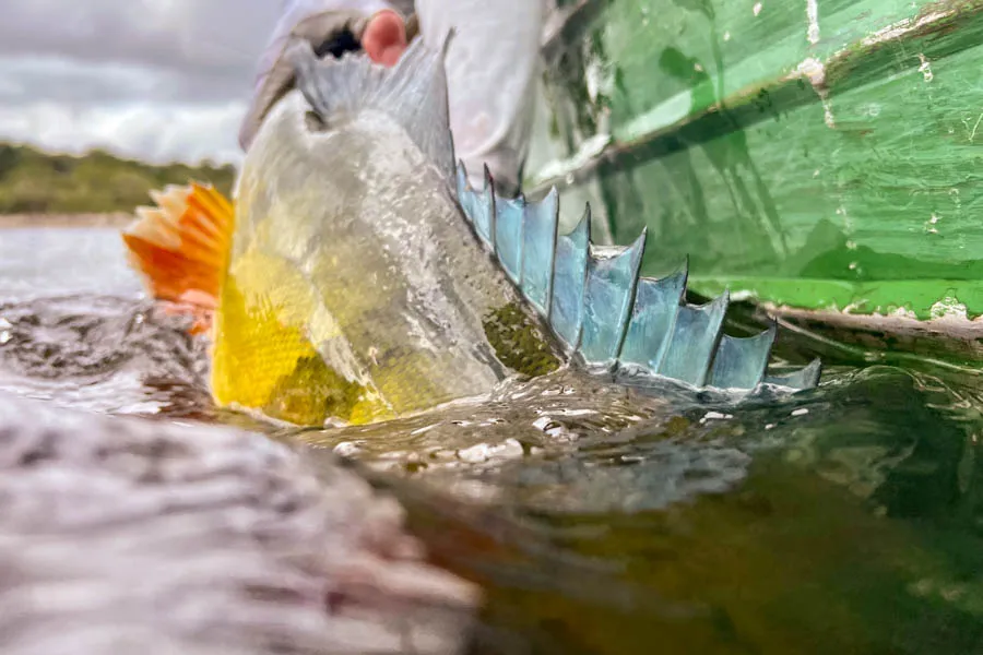 Peacock bass