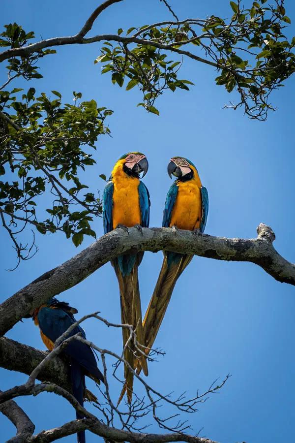 Lovebirds. Blue and yellow mccaws are impossible to ignore with their impressive plumage. Photo: David Thompson, Brickhouse Creative