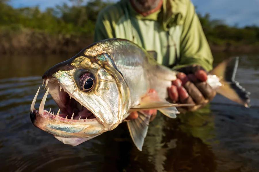 The payara or "vampire fish" is one of the most unique fish we encountered with its massive canine like teeth. Photo: David Thompson, Brickhouse Creative