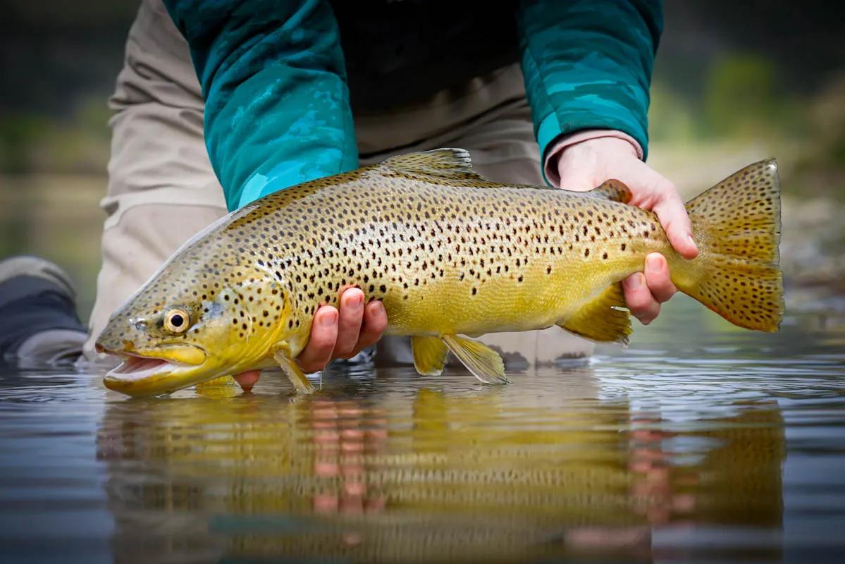Brown Trout on the Missouri River Getting a "fish eye" view from water level often results in compelling images of fish