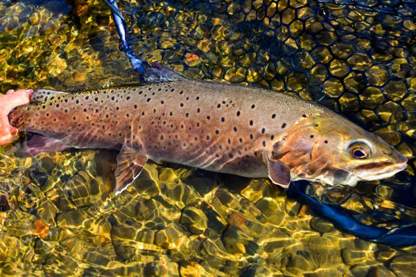 Mongolia trout