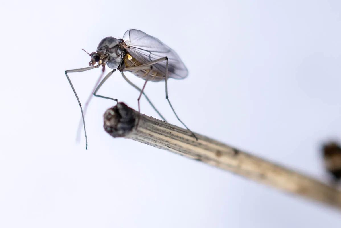 Adult midge Adult midges will cling to vegetation near the water's edge after hatching