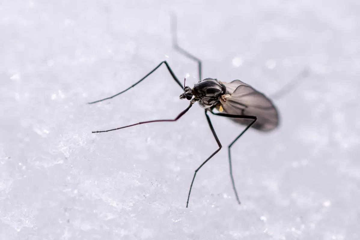 A midge rests on snow near the river bank