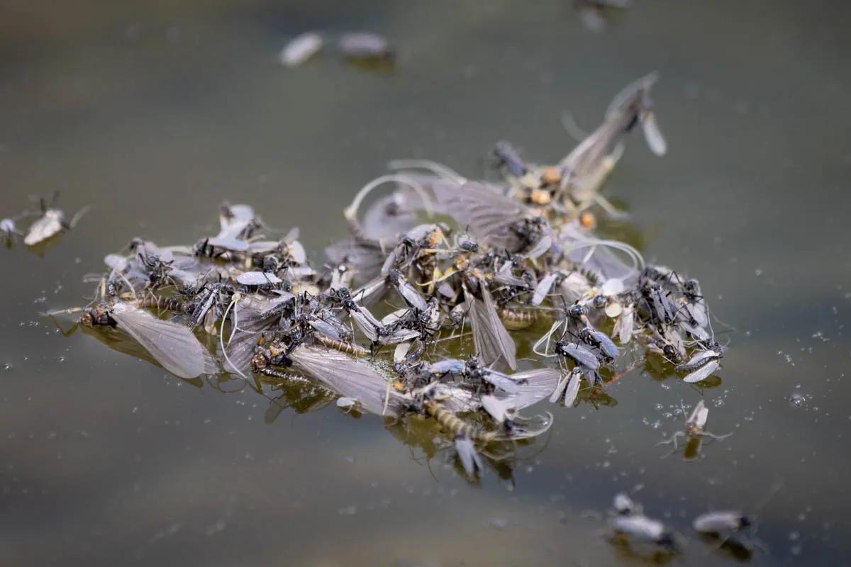 A cluster of midges and Baetis mayflies makes a prime target for rising trout