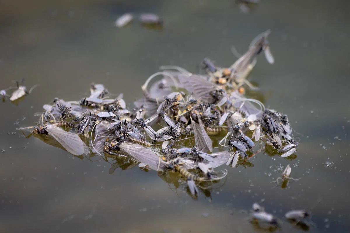 A cluster of midges and Baetis mayflies makes a prime target for rising trout A cluster of midges and Baetis mayflies makes a prime target for rising trout