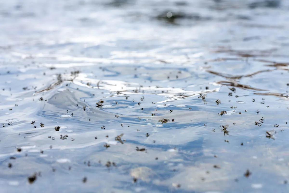Midge hatch Midge hatches can be prolific during the late winter and early spring making for exceptional dry fly fishing
