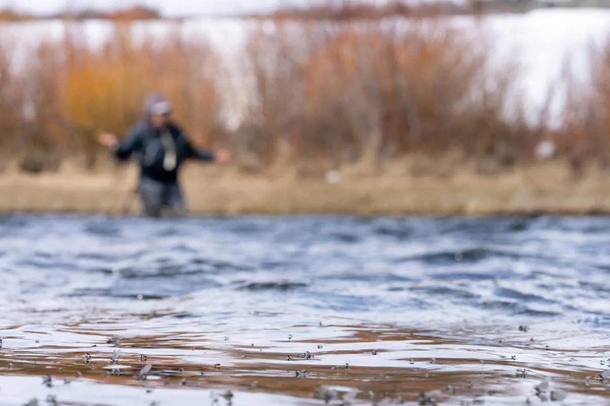 An angler fishes a midge hatch during April in Montana
