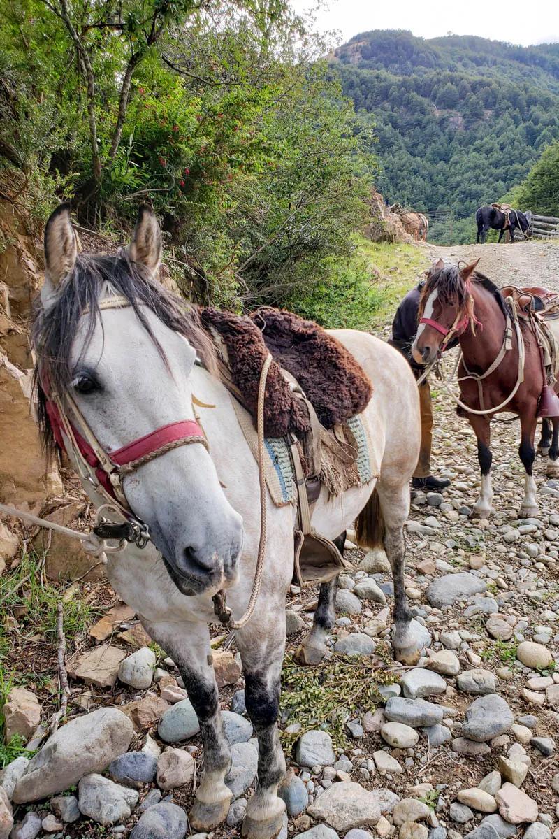 On our last day at Magic Waters Lodge we travelled via horseback to reach a remote stretch of the Rio Mogote
