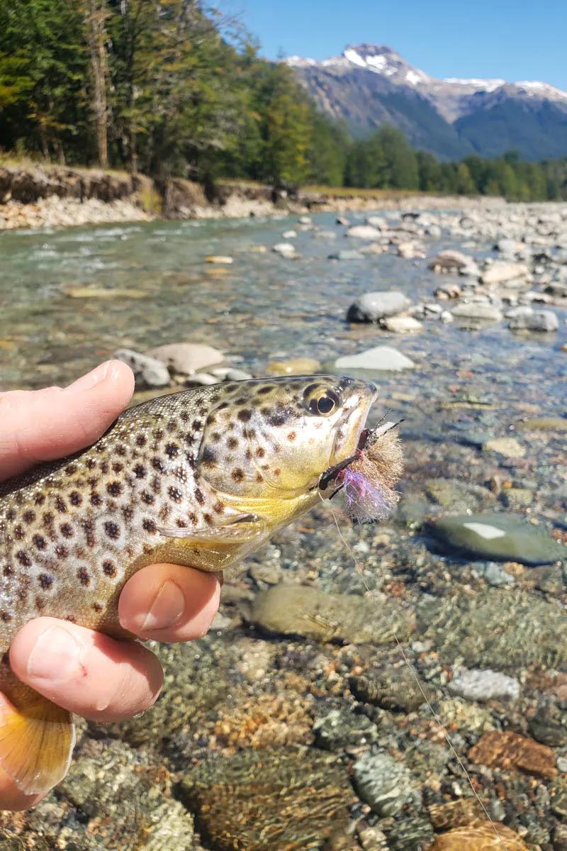 Favorable conditions on the Rio Mogote had the trout looking up and taking dry flies