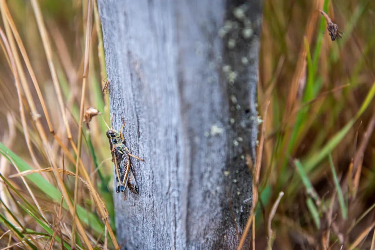 A grasshopper clings to a fence post in the high grasses lining the Rio Arco