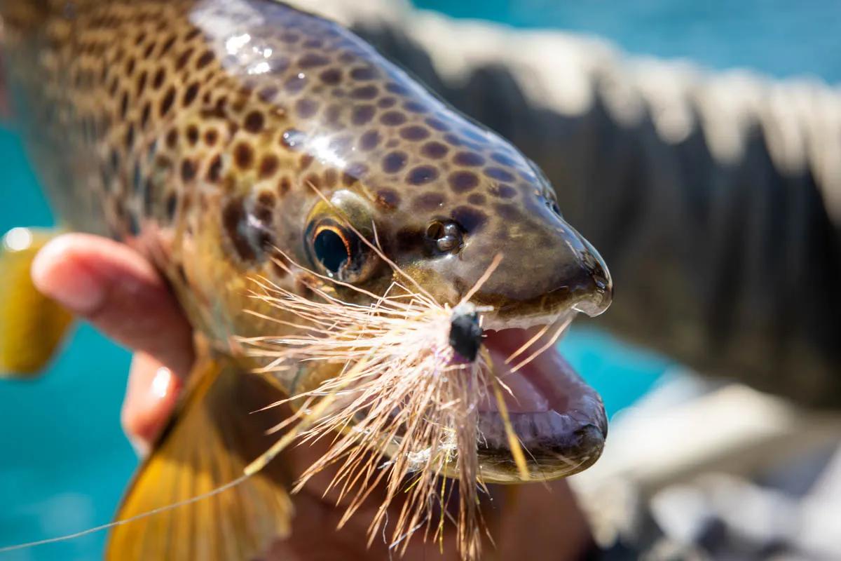 This Lago Azul brown trout took a beetle pattern on the surface