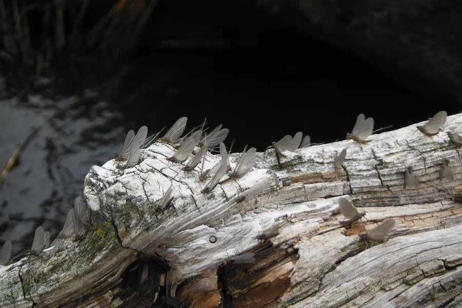 Baetis mayflies produce some of the heaviest hatches in the month of April