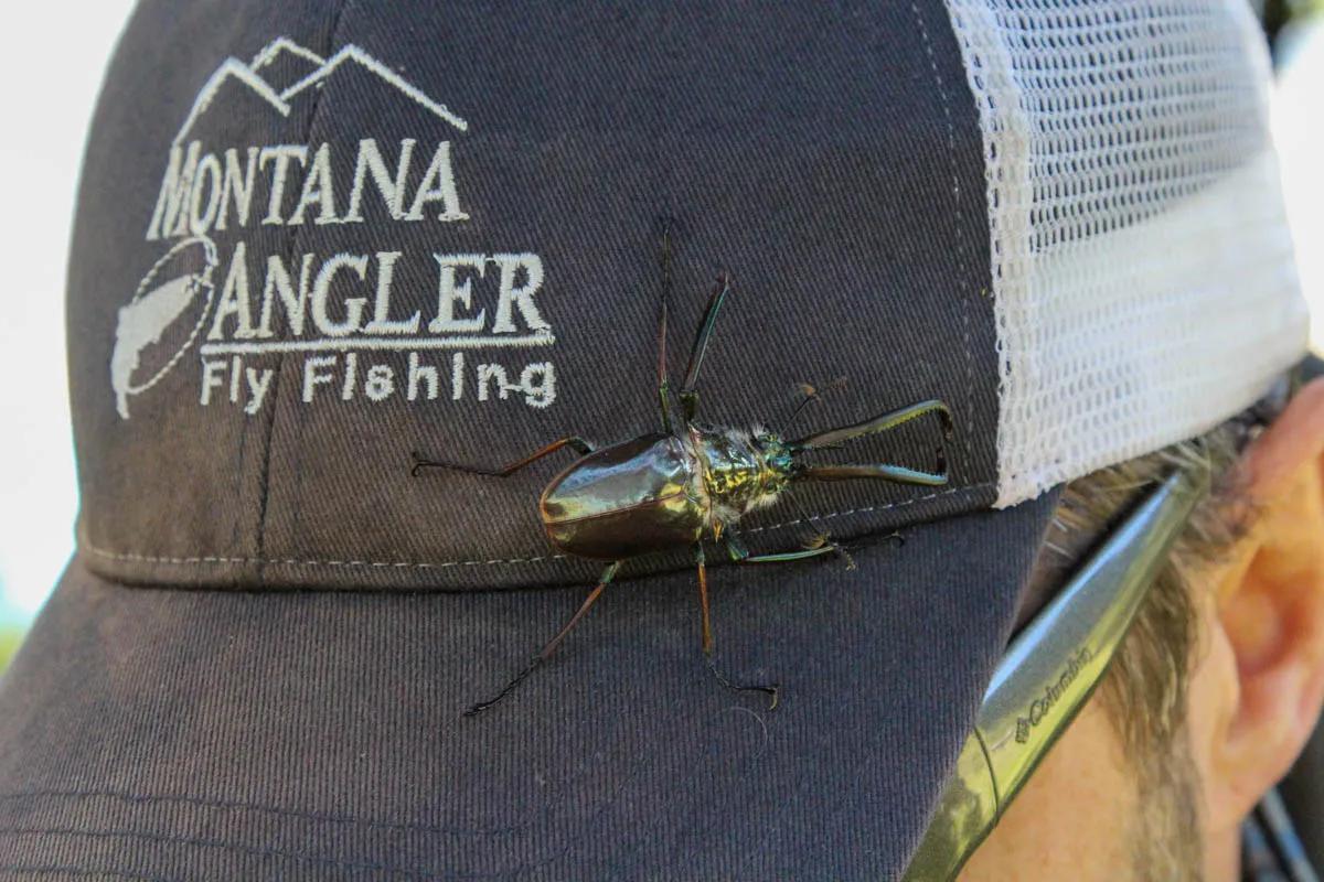 Be sure to bring some large terrestrial patterns should you be lucky enough to catch the Cantaria beetle hatch