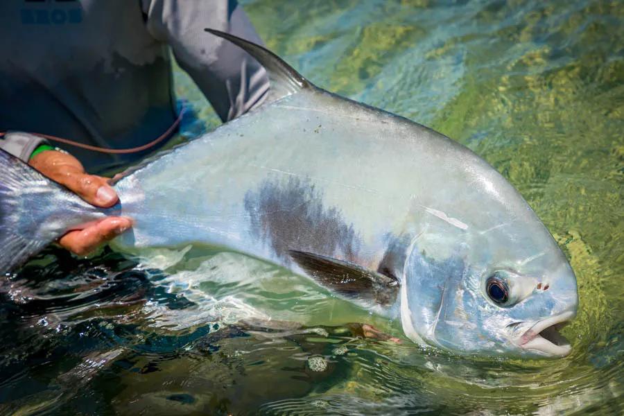 There are also some productive permit flats. The area further west in the Cayo Largo area where we will host our next trip is known as the permit factory of Cuba but we still saw plenty of them on this trip.