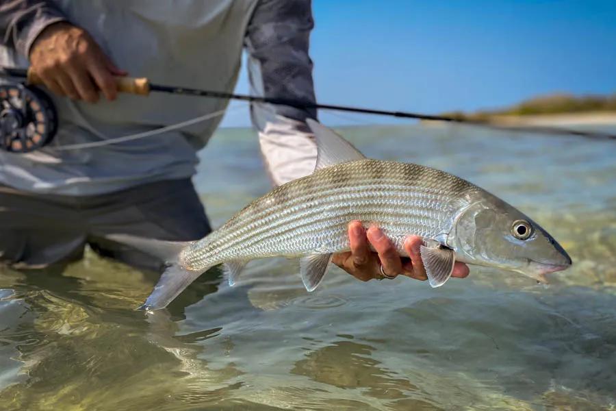 A nice 4lb bonefish, an average size for Cuba. Not bad! We landed several in the 5-7lb range as well. Great size fish!!!