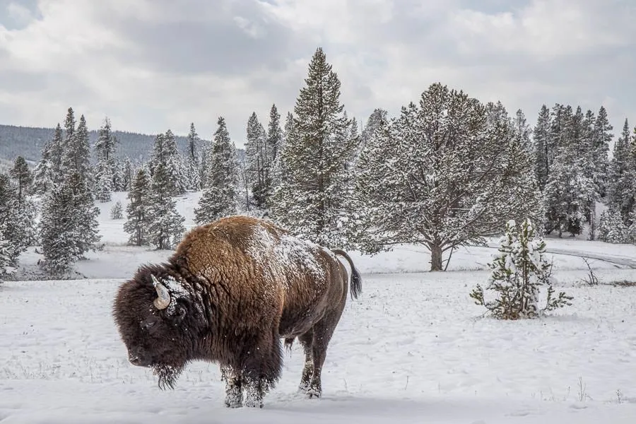 Bison in YNP
