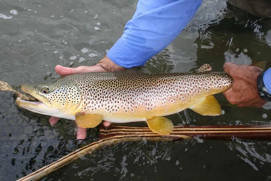 Salmonfly brown trout in Montana Big fish like this want big meals. One of the few times that a really large brown trout will rise to the surface is during the salmonfly hatch.