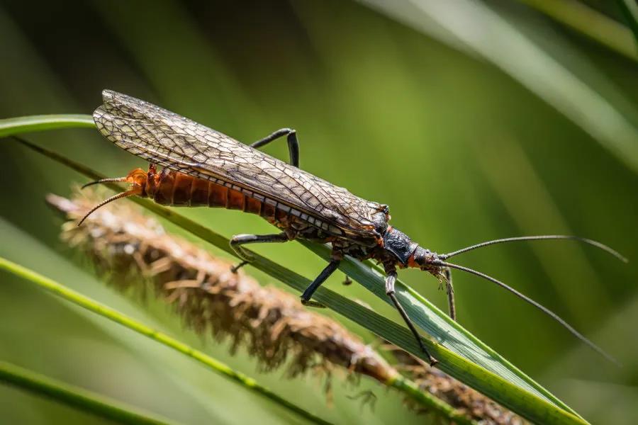 Montana salmonfly