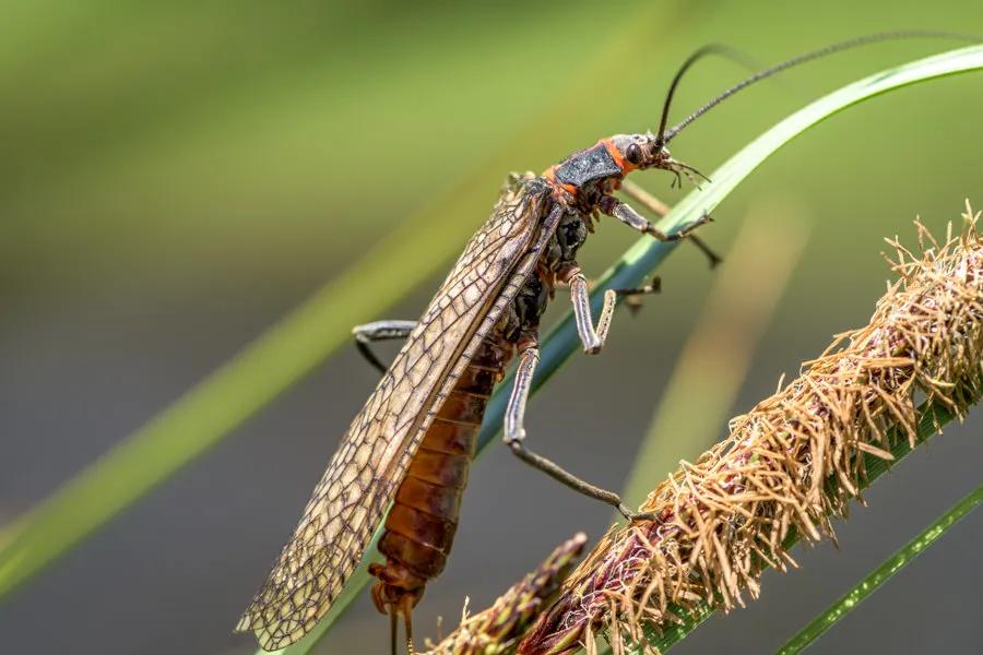 Salmonfly orange bodies Salmonflies are named from their orange "salmon colored" abdomens