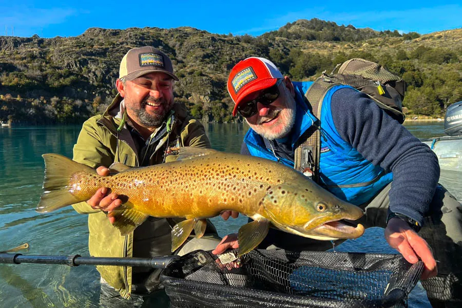 huge Chilean brown trout