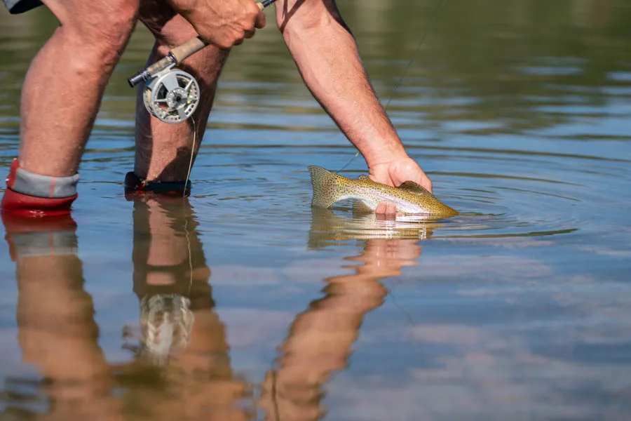release wild trout
