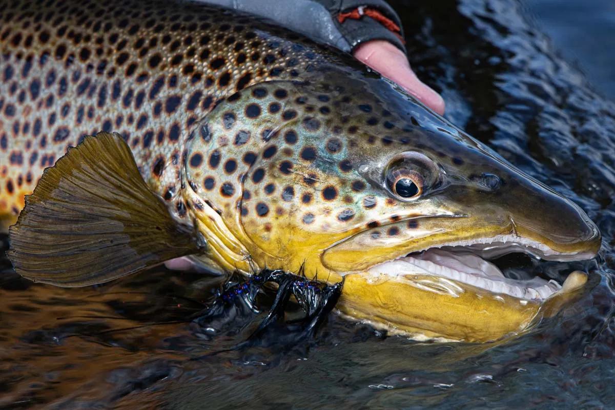 Big flies catch big fish. When targetting huge browns during a rainstorm large streamer patterns should be one of your first choices.