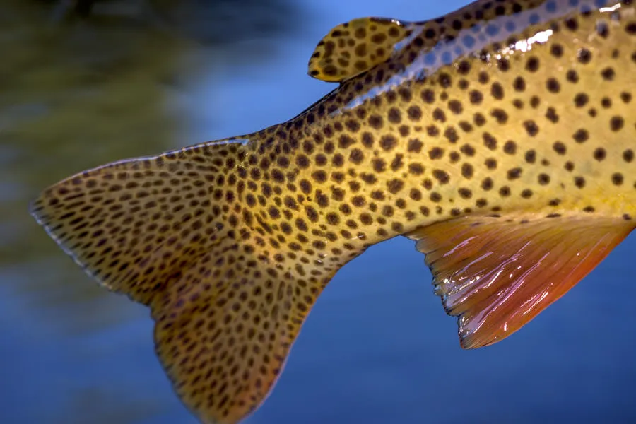 YNP trout