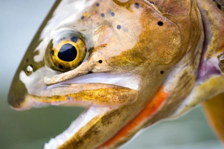 YNP wild trout