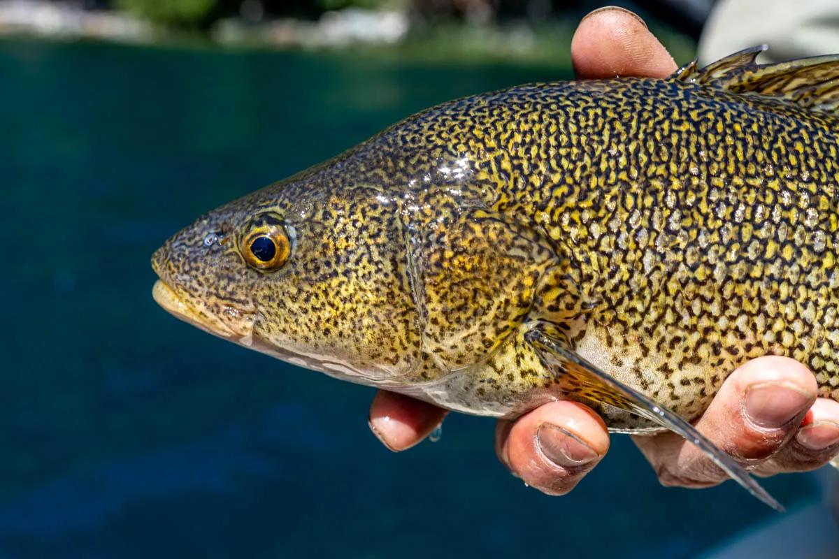 Perch are a native yet now rare species still present in some Patagonian waters. Perch are a native yet now rare species still present in some Patagonian waters.