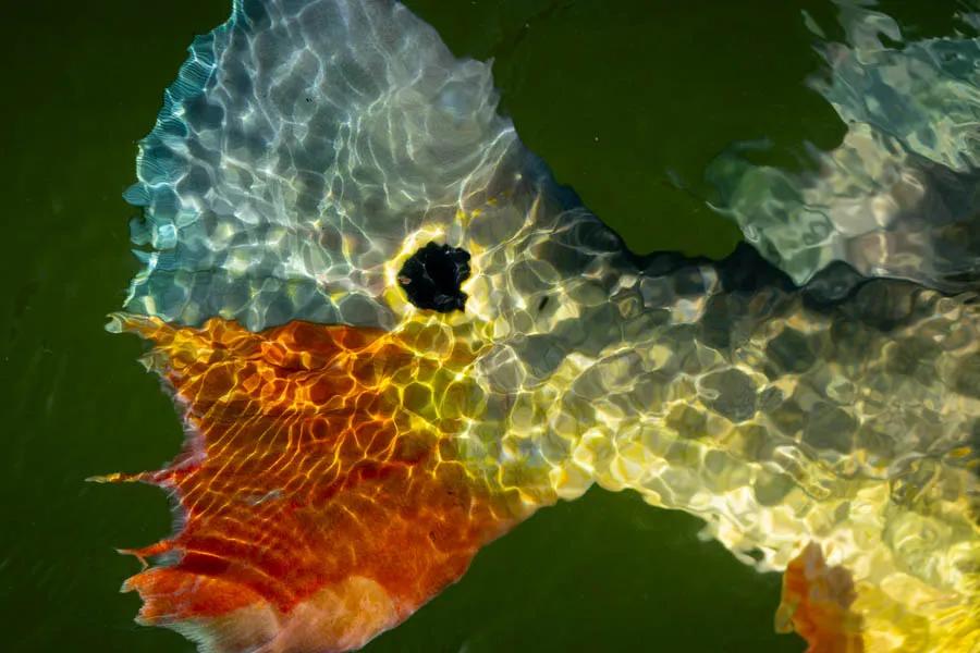 Fish colors in the Amazon The colors of the numerous fish species in the river are as equally impressive as the array of multi colored birds soaring through the sky in the Amazon