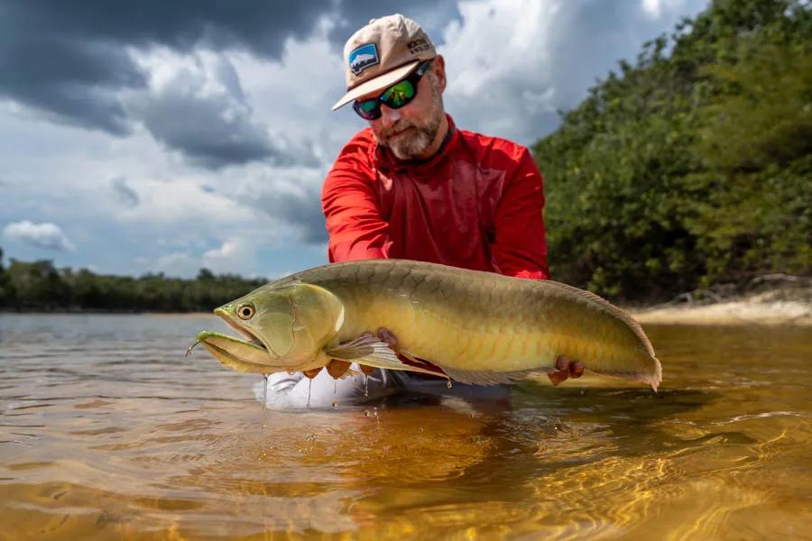 Arrowana in Brazil fly fishing Although the massive arripaima eluded me on this trip. I did manage to catch my personal best arrowana on a gurgler stripped slowly across the surface