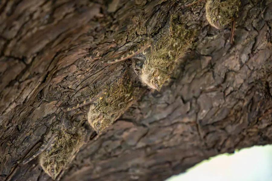 Long nosed bats rest in a linear formation on the underside of a tree