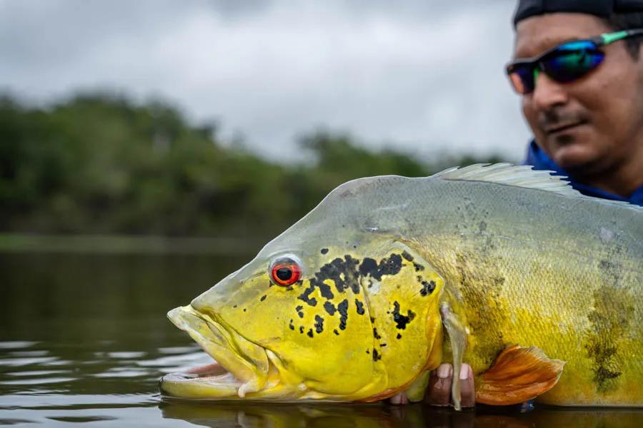 Big peacock bass in Brazil Some of the biggest fish of our trip were caught in the back water bays and expansive laguna systems