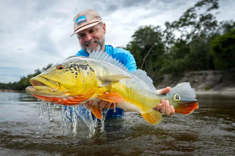 big peacock bass in the jungle Every now and then everthing comes together perfectly on the main river and a huge peacock bullrushes your fly in an aggressive explosion of fury!