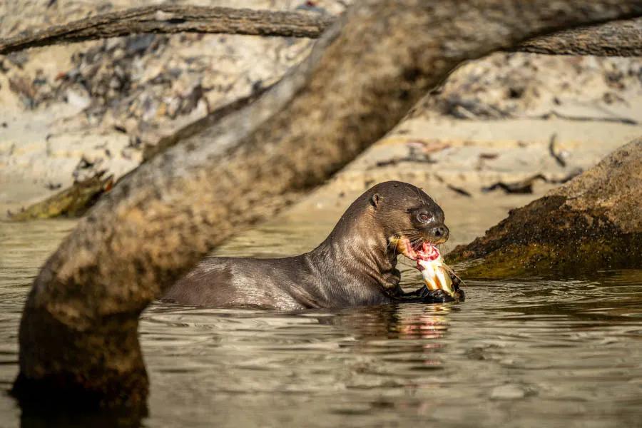 Amazon eating a peacock bass Everything in the Amazon is eating something else! This giant otter made quick work of this peacock bass