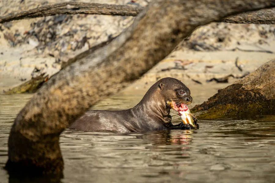 Everything in the Amazon is eating something else! This giant otter made quick work of this peacock bass