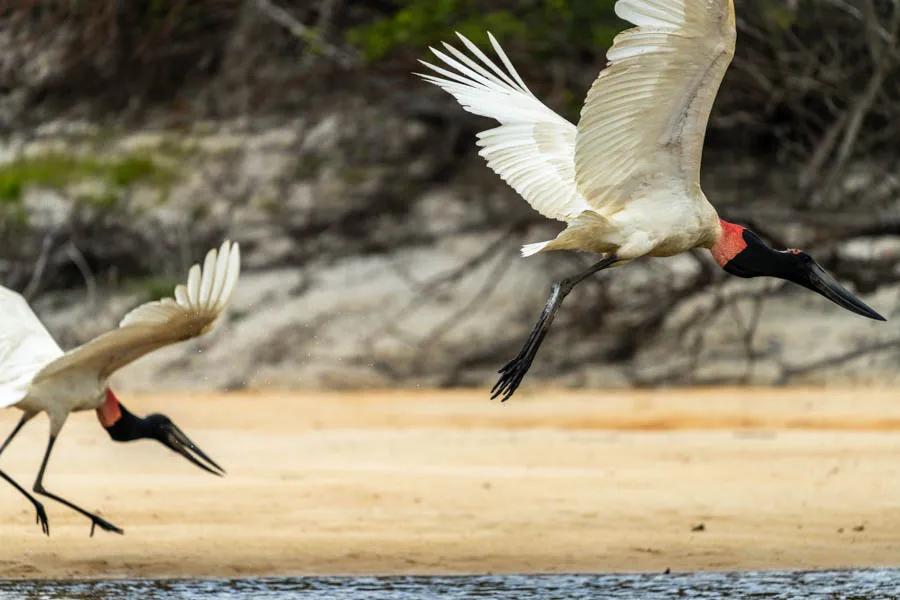 Jabiru storks in Brazil Massive Jabiru storks frolic on a sandbar