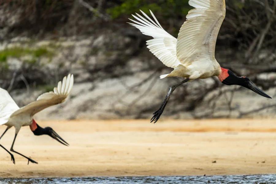 Massive Jabiru storks frolic on a sandbar