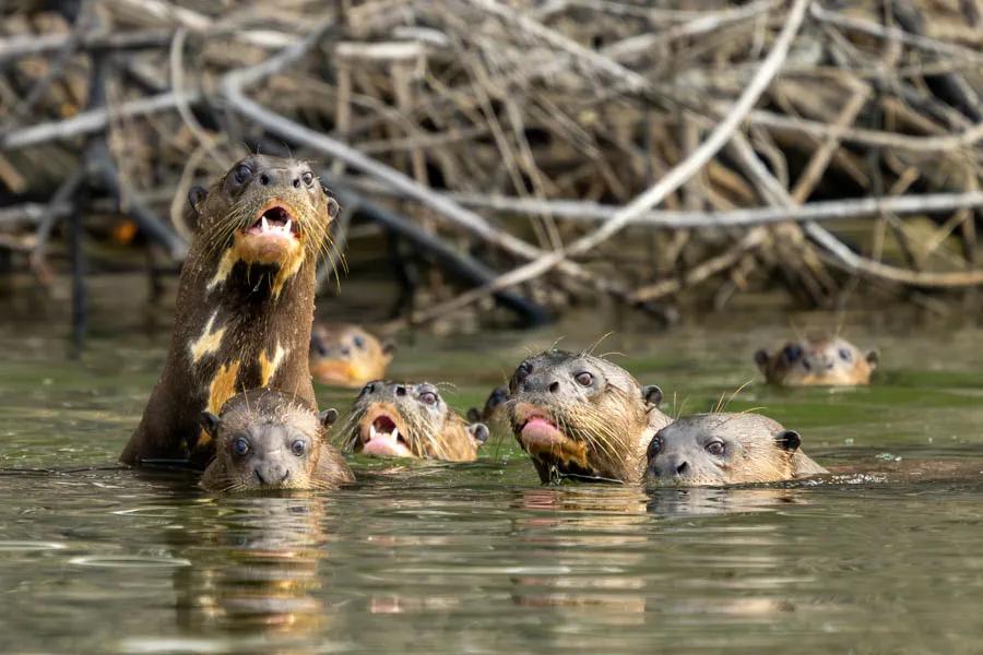 Amazon otters A family of giant Amazonian otters curiously observes us as we float by