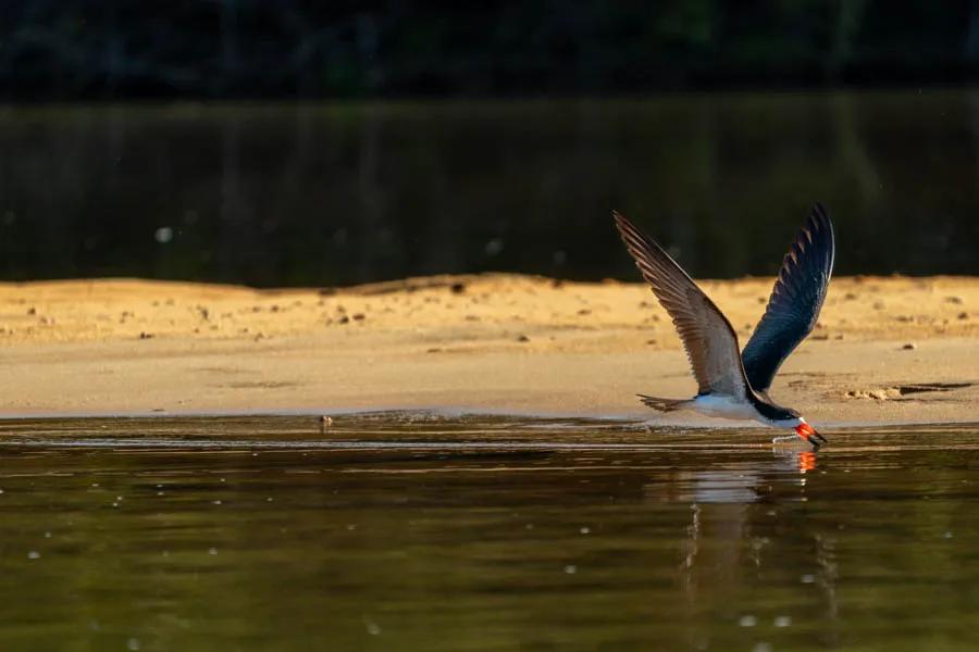 The Amazon is a dream location for birdwatchers. This skimmer gracefully races just above the river while it skims insects from the surface