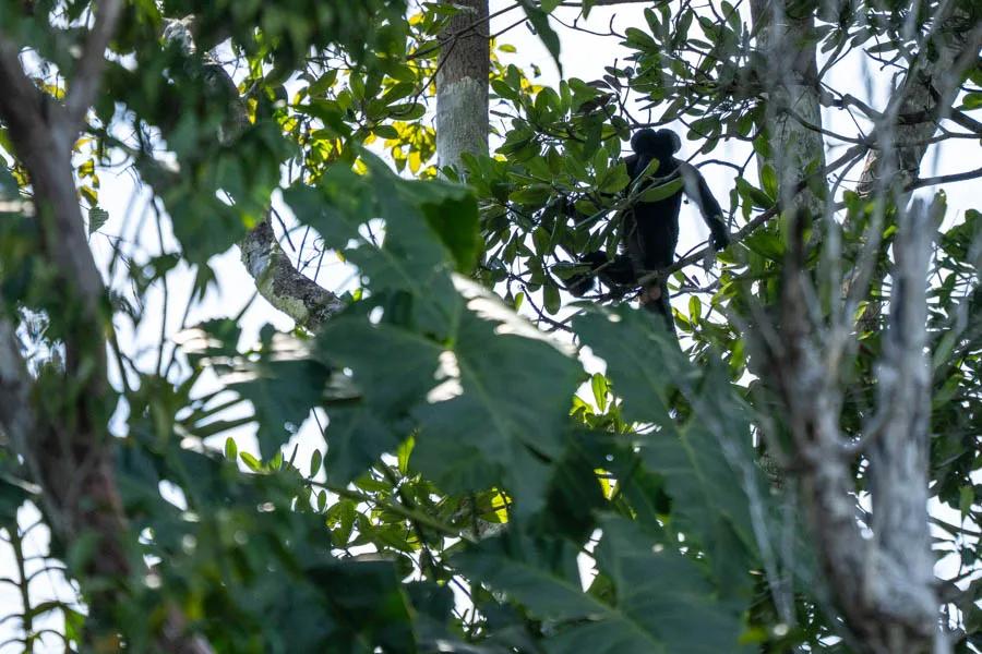 Bands of monkeys are often encountered as they peer curiously from the forest canopy