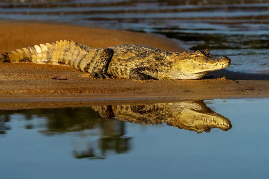 The spectacular abundance of wildlife deep in the virgin Amazon forest is spectacular. A speckeled cayman rests on a sandbar