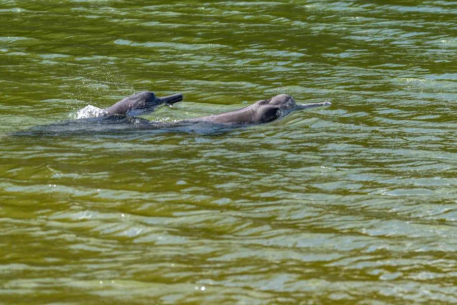 Freshwater dolphins compete for peacock bass and other fish with anglers and cayman alike