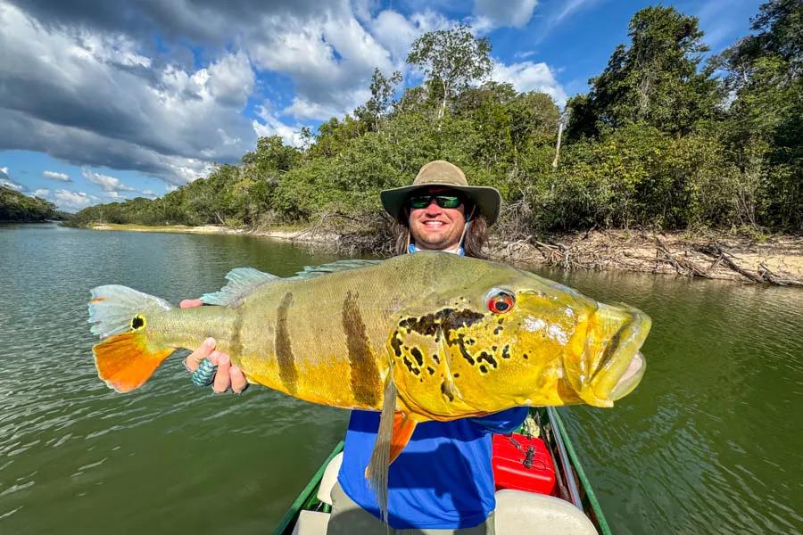Big Peacock Bass in Brazil Big Peacock Bass in Brazil