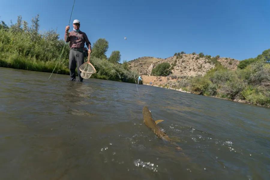 Learning to fish two flies can increase your catch rate substantially